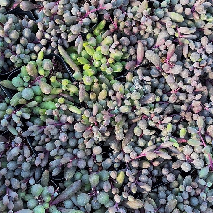 紫玄月带盆土发货