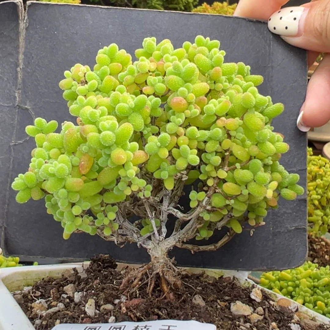 【闪购商品】dy6762提根小金桔冠幅7.5cm