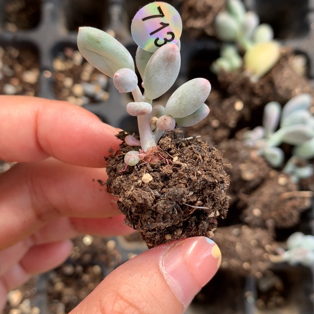 韩国彩虹奶酪多肉彩虹