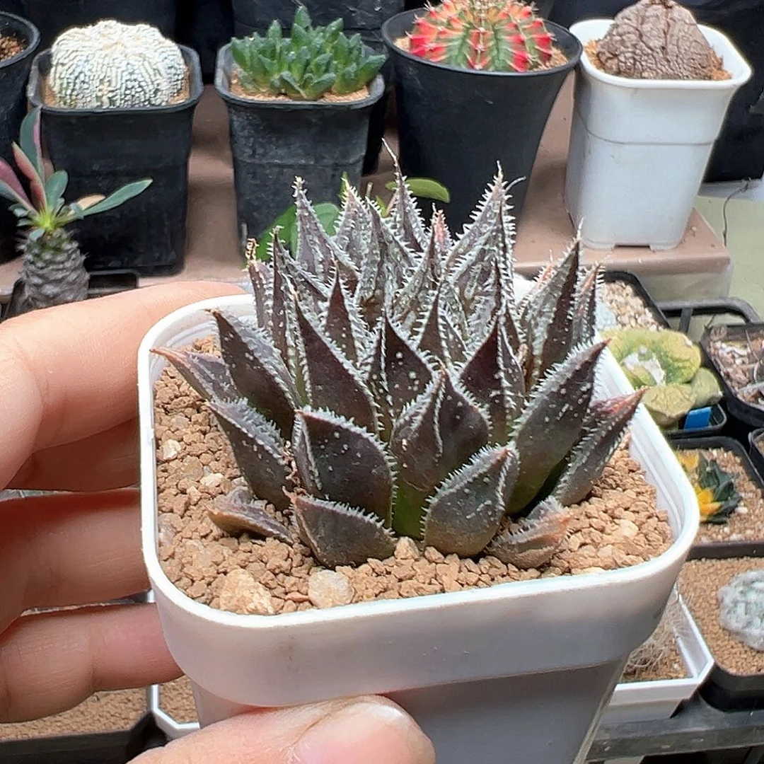 无花朵京紫硬叶寿一颗