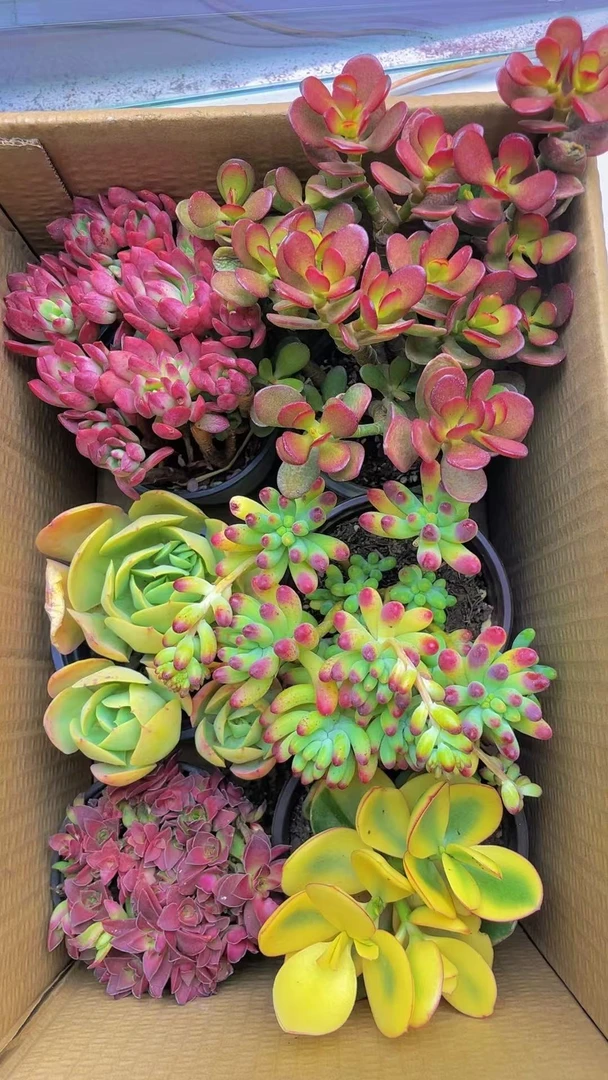 推荐【 6盆高品质多肉】带盆带土种好栽好一整箱不重复多肉昆明直发