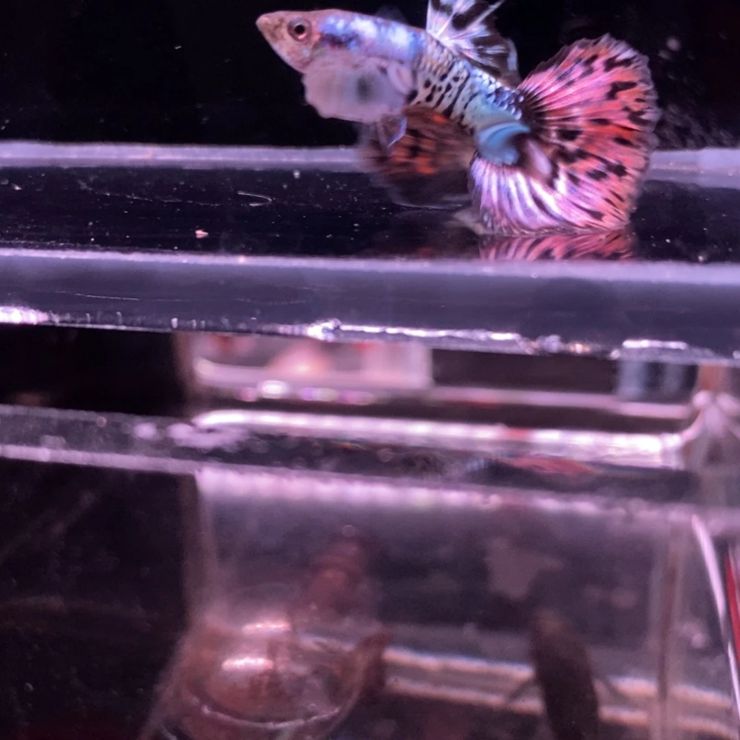 孔雀鱼半月尾一对