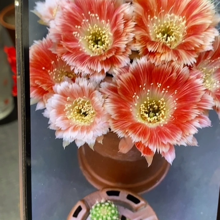 香香羽毛丽花侧芽1.5公分左右