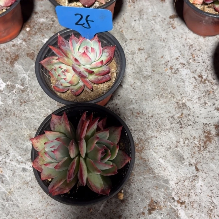 25惊鸿哈哈哈哈哈哈哈哈