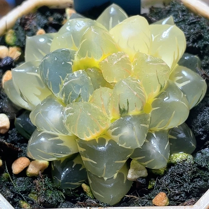 676糊斑水中虐锦特选福利