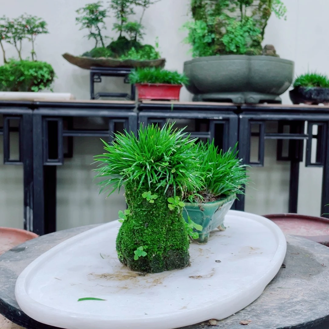 无铅玻璃半**烟铁线蕨等植物为食之佳品