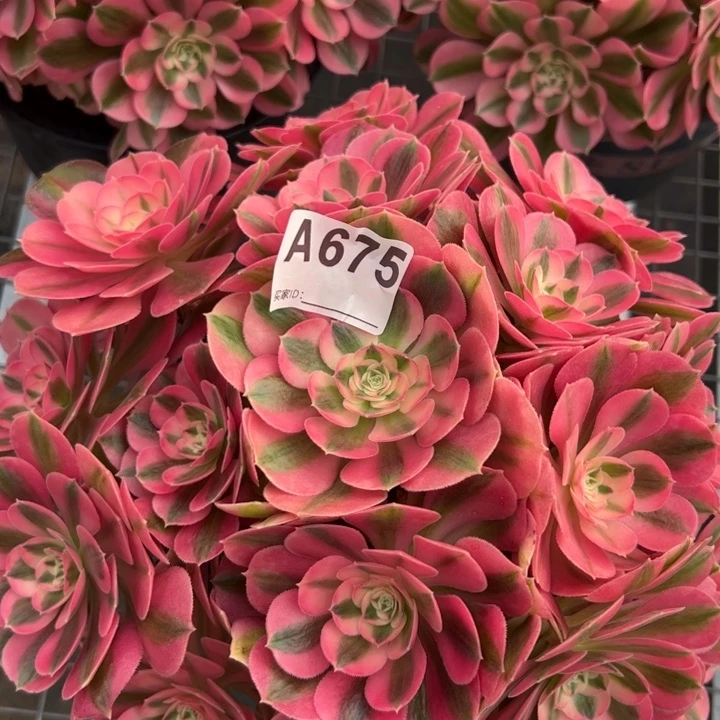 675女巫25厘米左右