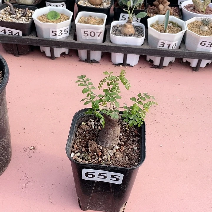 655列加漆树块根，