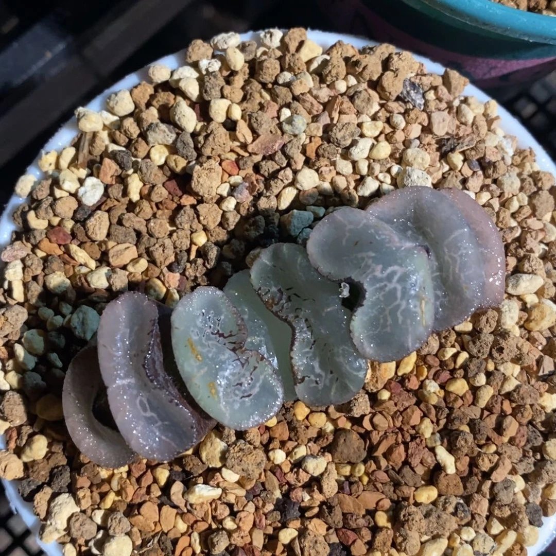 一颗大宽叶浮躁玉扇。