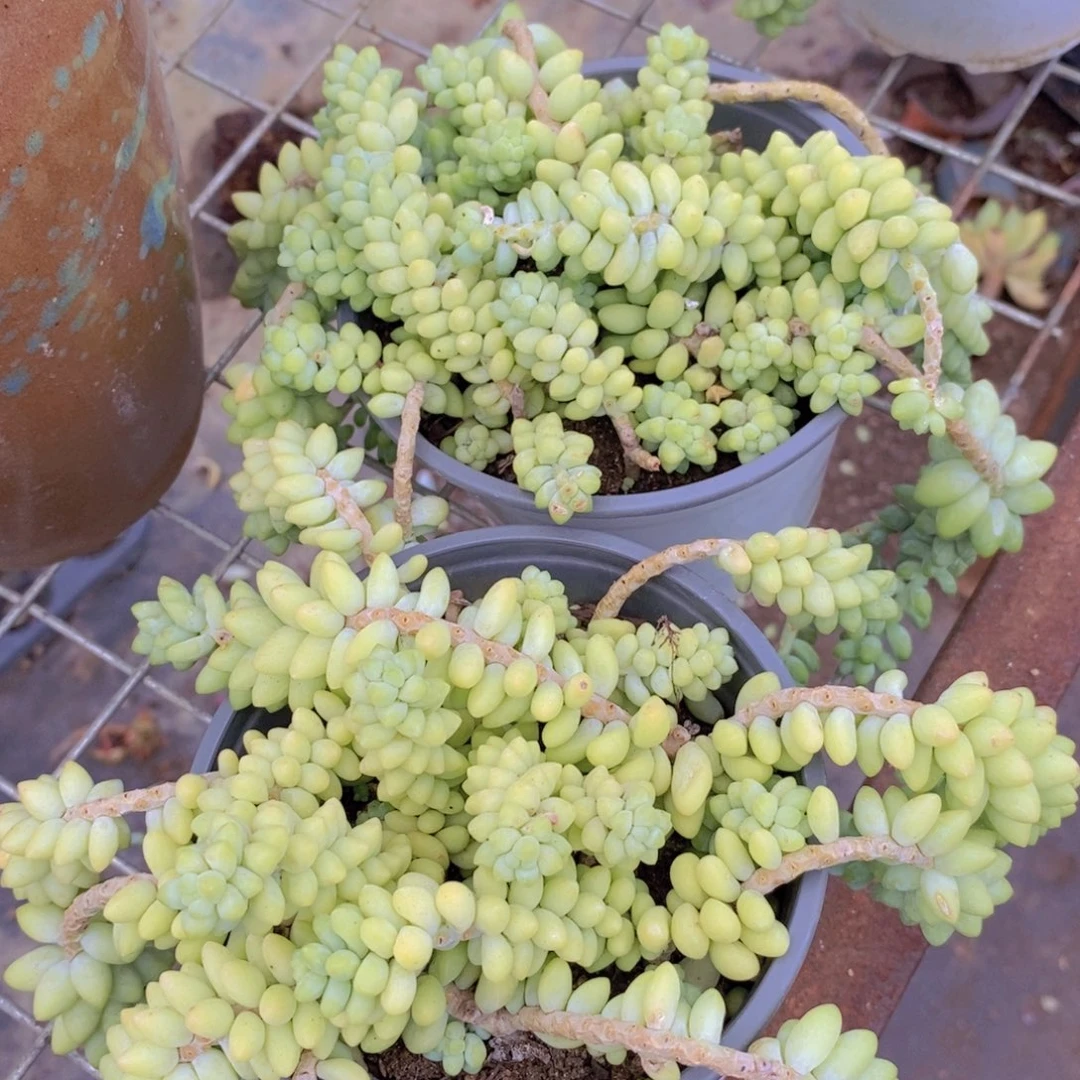 2盆彩虹玉坠 带盆土轻微掉头断枝