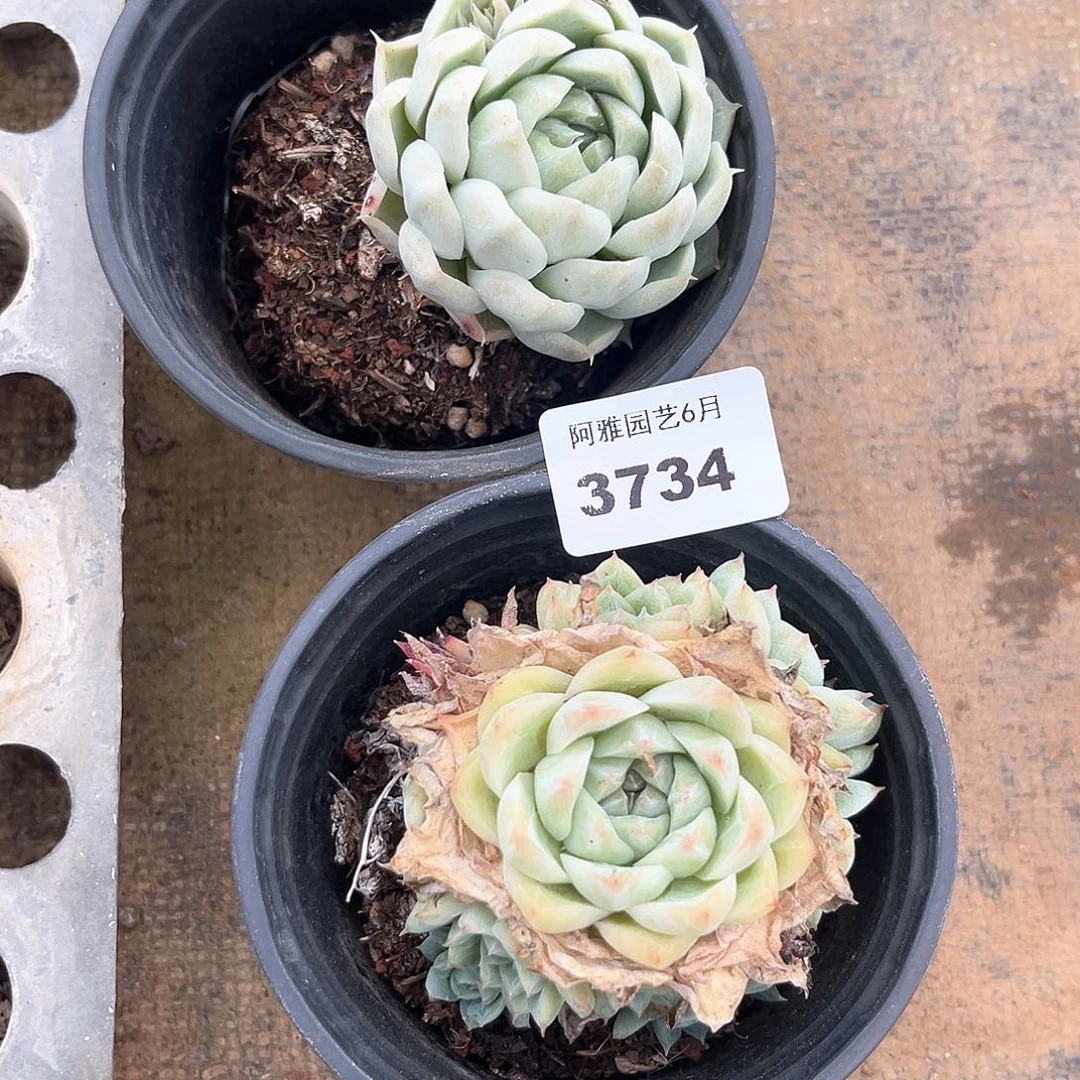 丨***月阿雅园艺。   3734