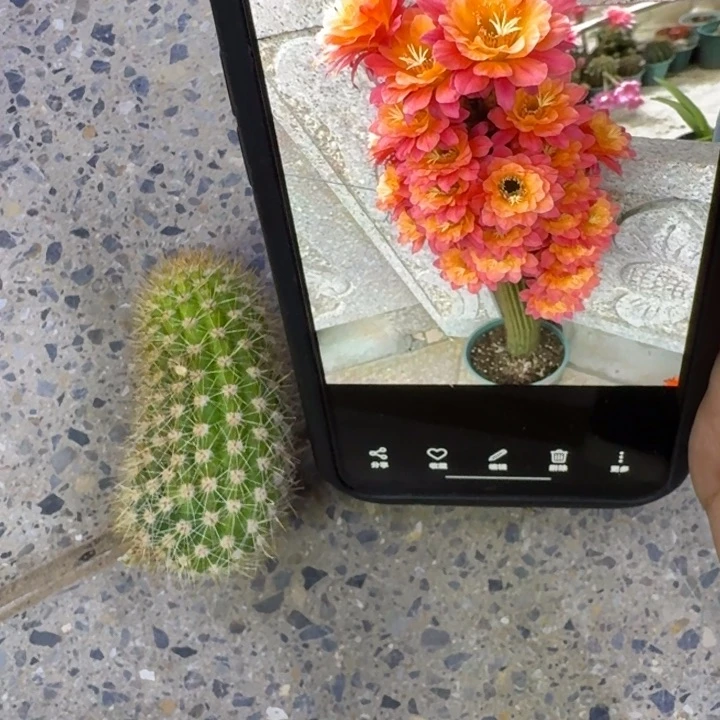 18金妞时光歪5公分左右无根侧牙，20包邮