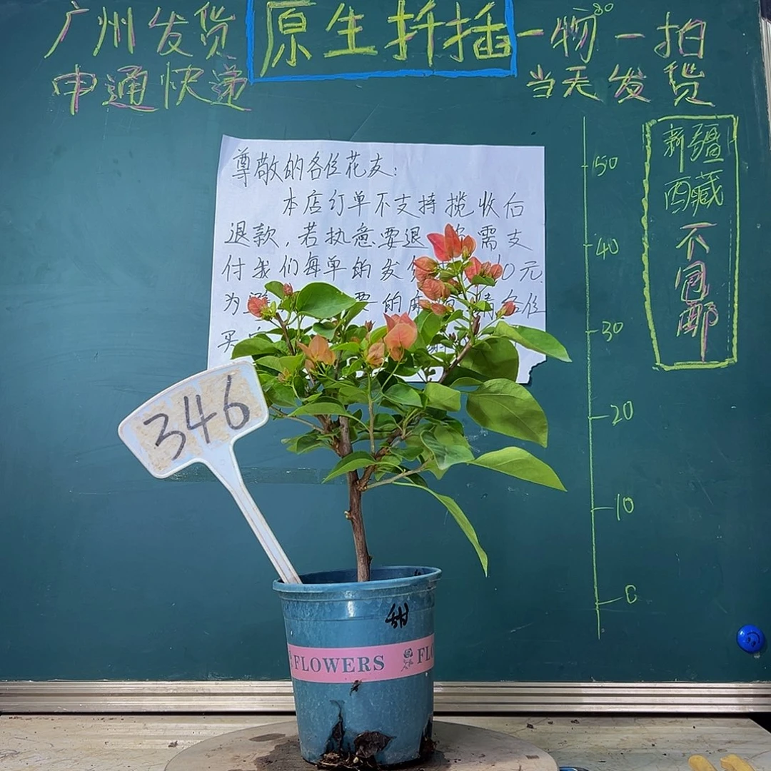 当前无花栽培后可以开花 甜西瓜  346