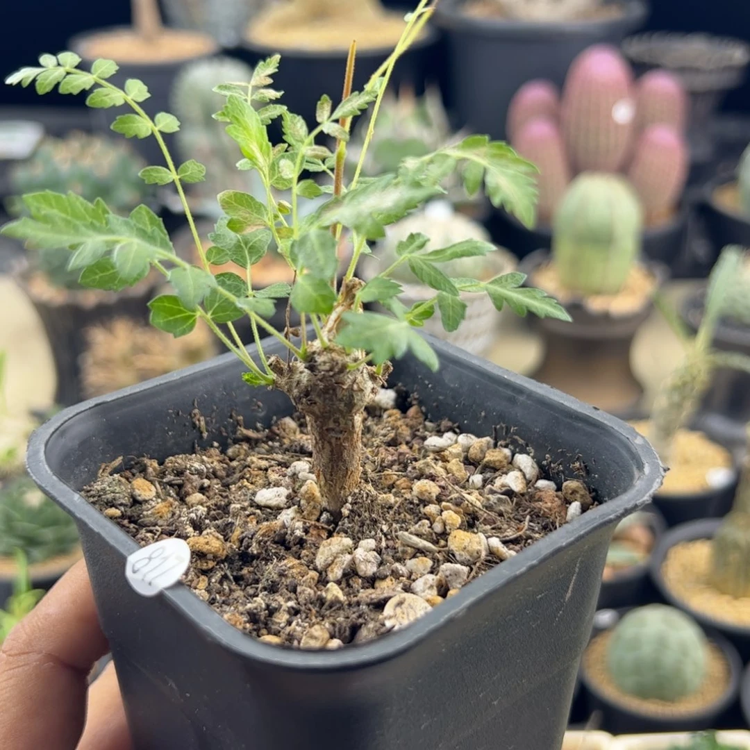 尼勒达乳香橄榄实生一物一拍