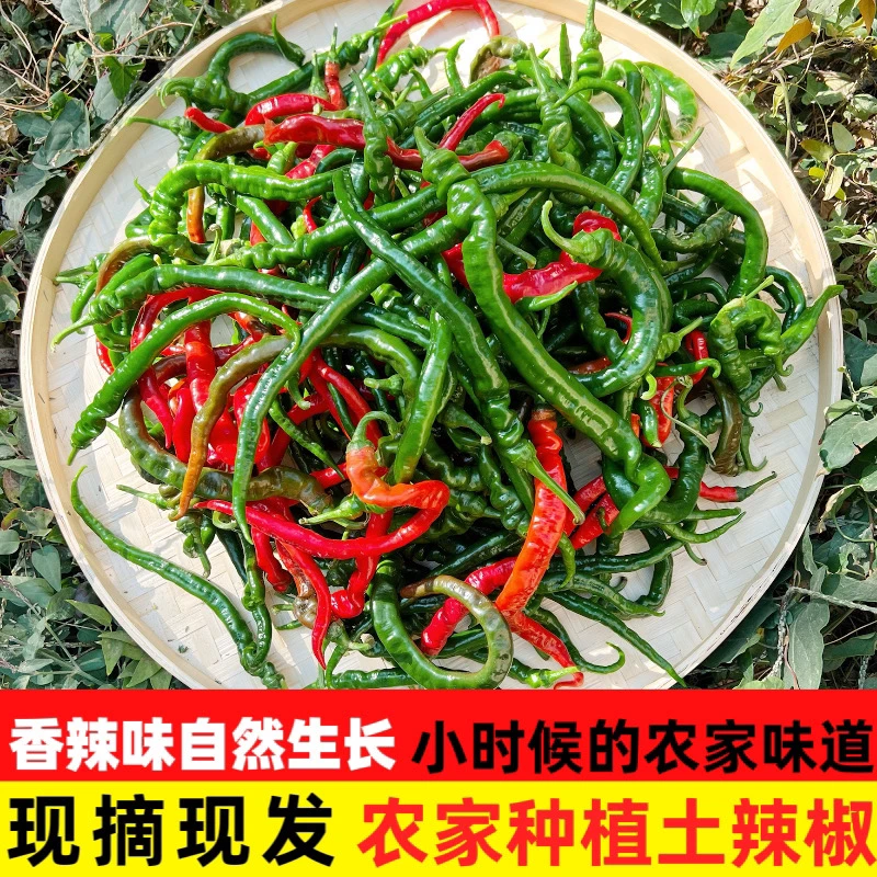 新鲜辣椒江西农家现摘特辣薄皮青椒超辣尖椒虎皮微辣