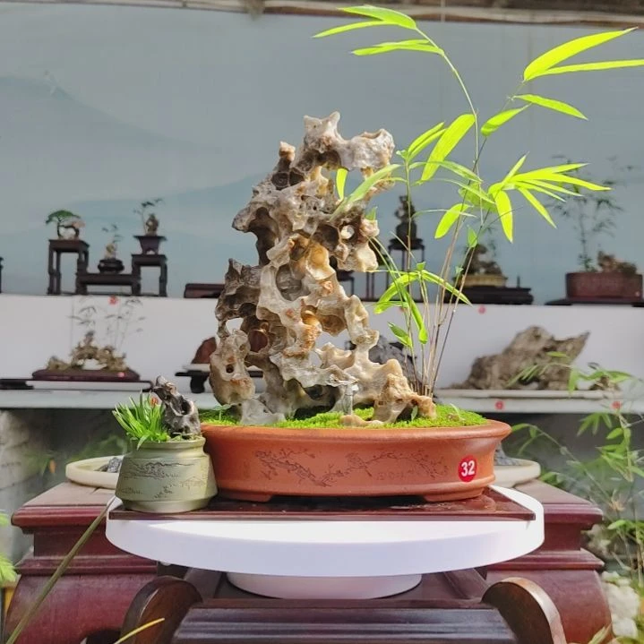 盆景，内门竹，玉玲珑，常**拓