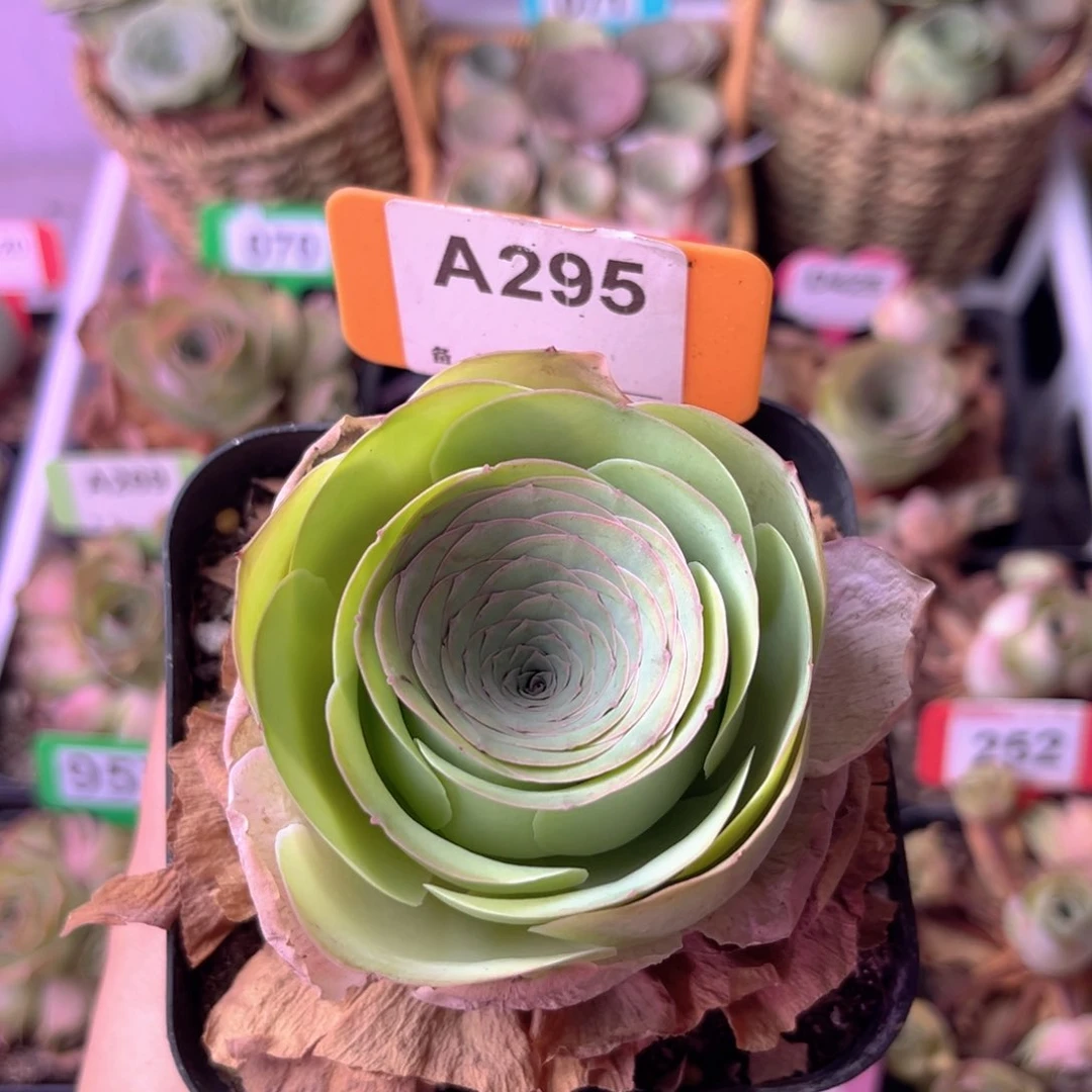 暂**白盛夏玫瑰一物一拍A295 5公分大小，裸根发