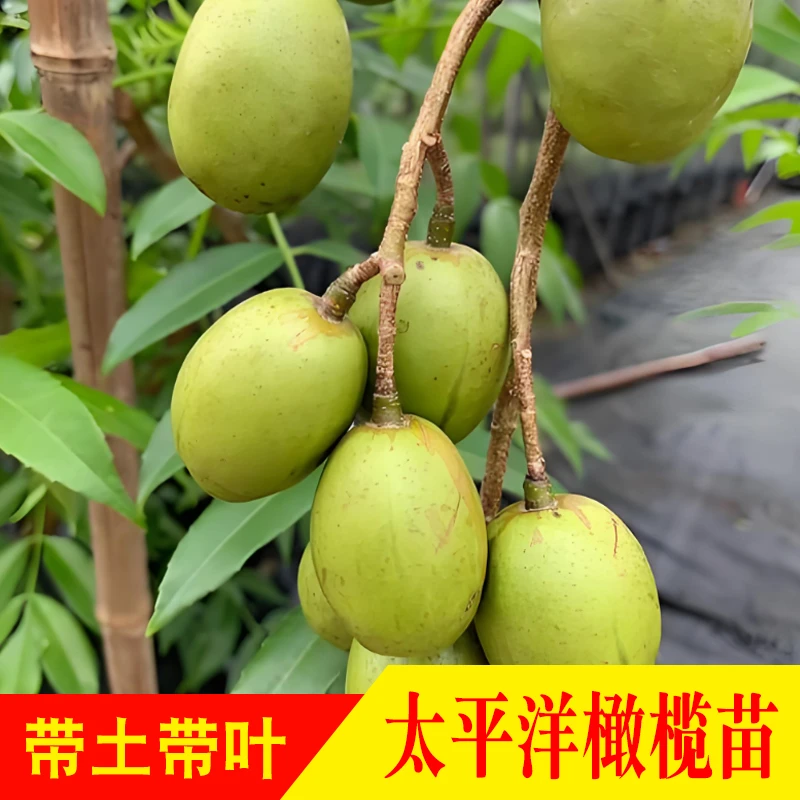 四季太平洋橄榄苗 水果橄榄果树苗 盆栽地栽庭院种植广西发货