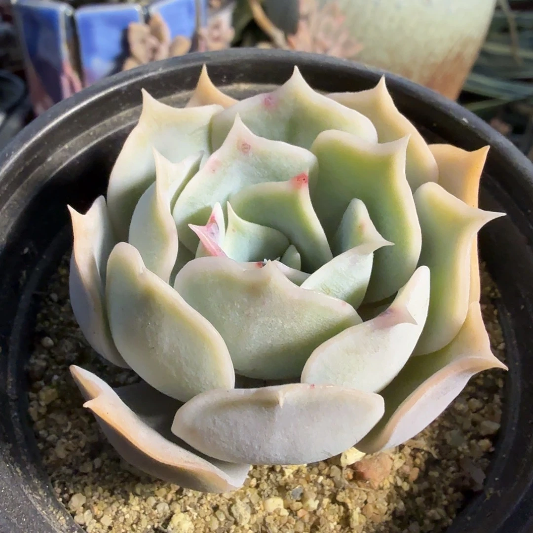 931单头蓝鲸满20包邮