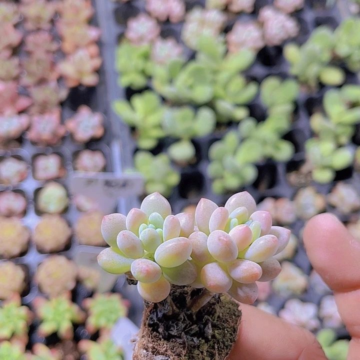 洛可可【满10颗包邮】