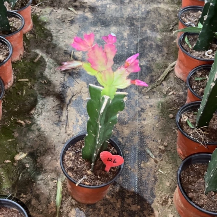 上***士当前无花栽培后可以开花083  126