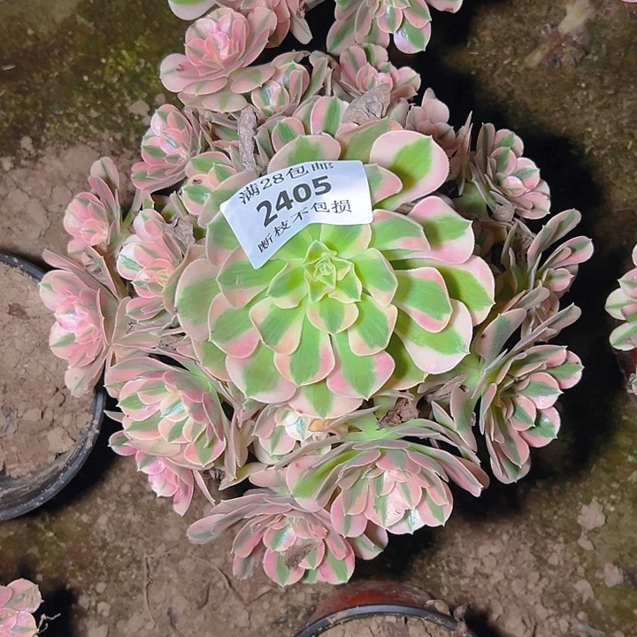 2405粉女巫多肉植物