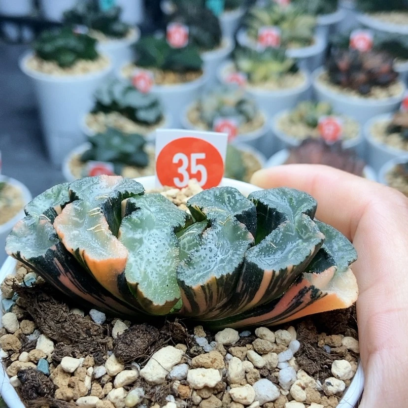 【闪购商品】35广重锦