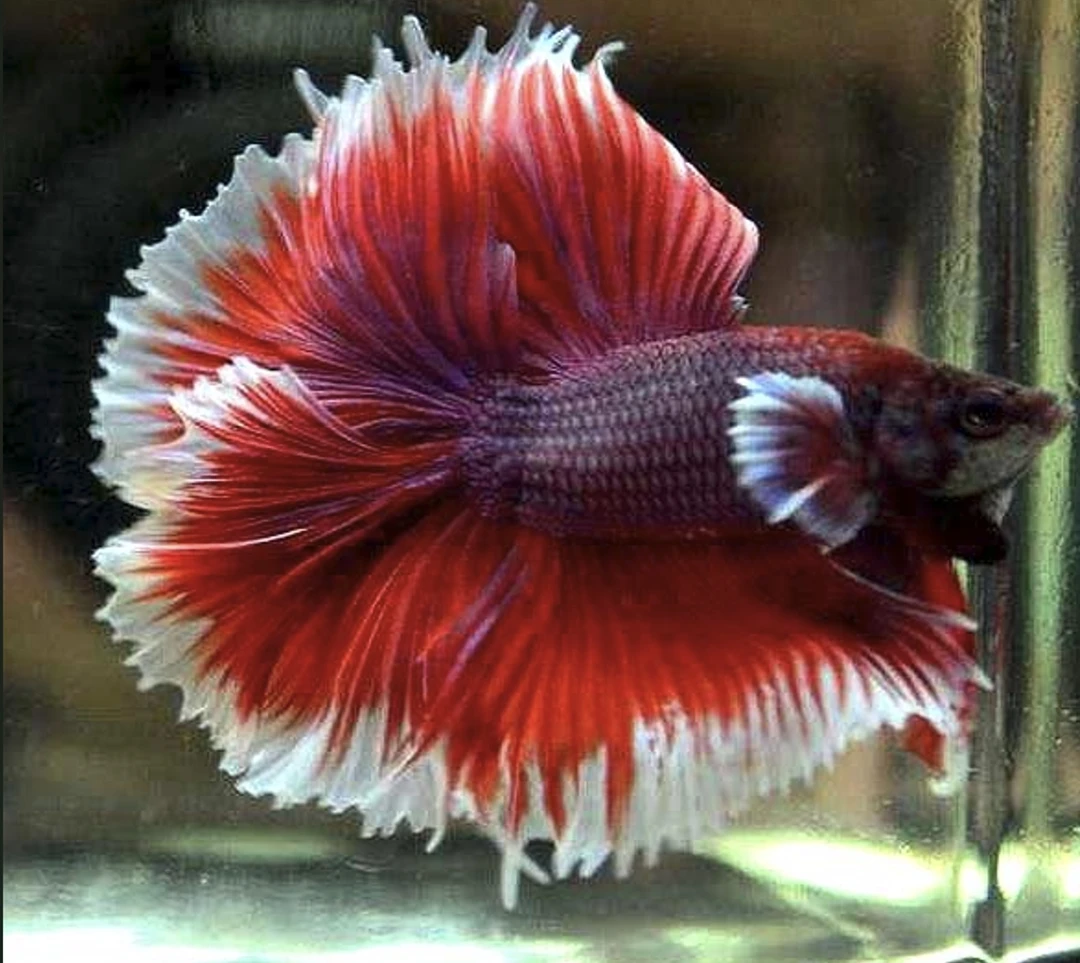 C1（1-24）泰国斗鱼活体精品观赏鱼活体（直播间选鱼）