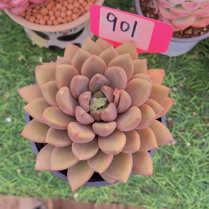 健健康康平平安安