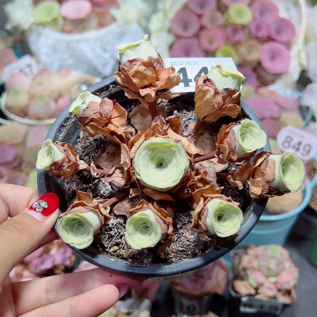 橙***橙440黄玫瑰飘枝手捧花。