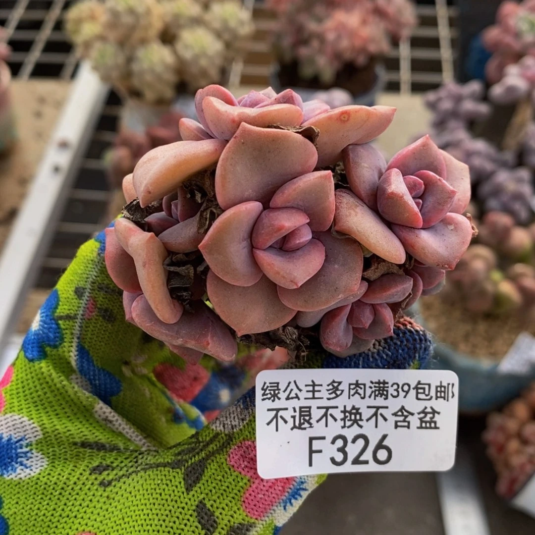 彩虹糖326/5cm多肉