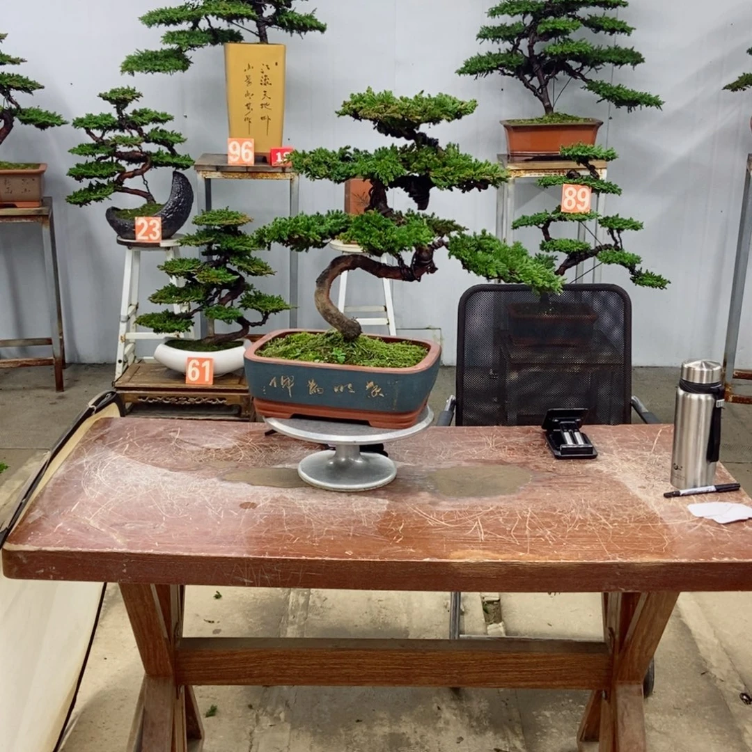 无花朵珍珠柏盆景