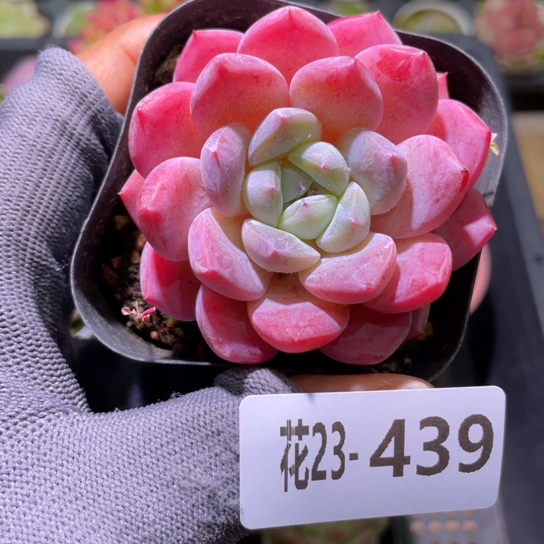 花利美23-439冰糖