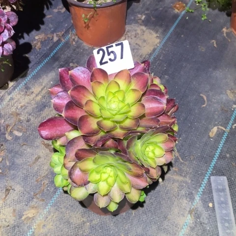 韶华多肉植物法师不包损