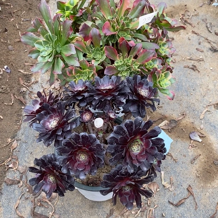 特斯拉多肉断头不包2303