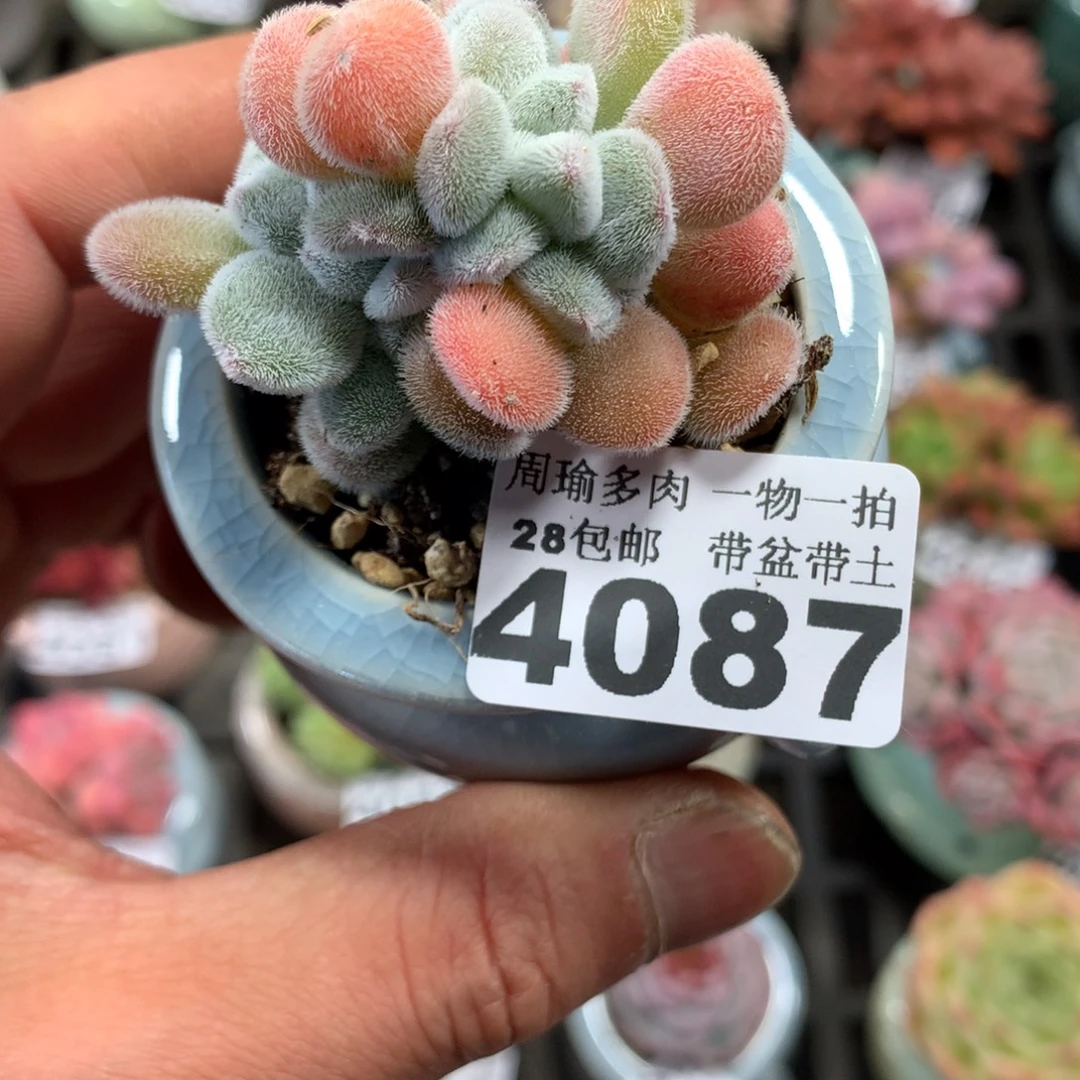 精控多肉植物4087