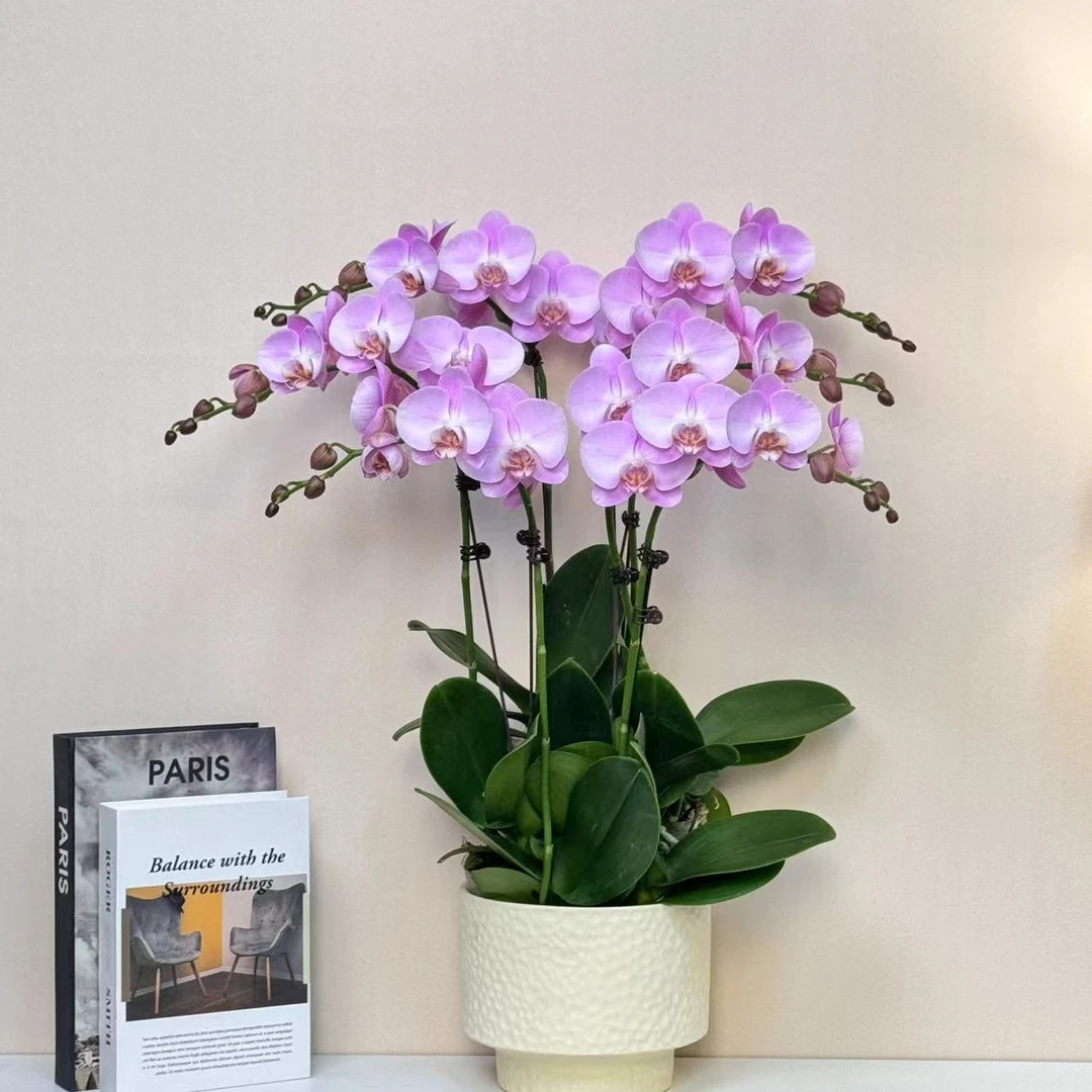 多彩优选（简单爱）欧品富气贵货蝴蝶兰鲜花室内送礼高端花卉.