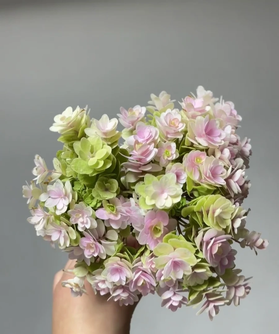 花宝大花绣球多年生露天苗阳台庭院基地直发