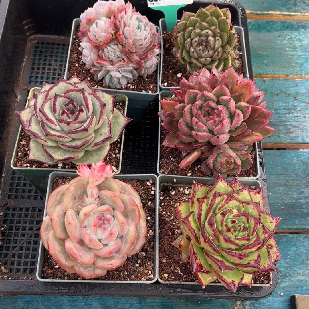 从前慢多肉精选编号0121.131