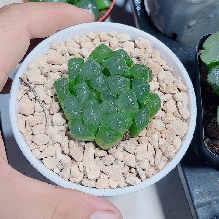 实生雨露新手好养