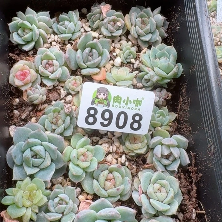 暖*?多肉植物多肉植物