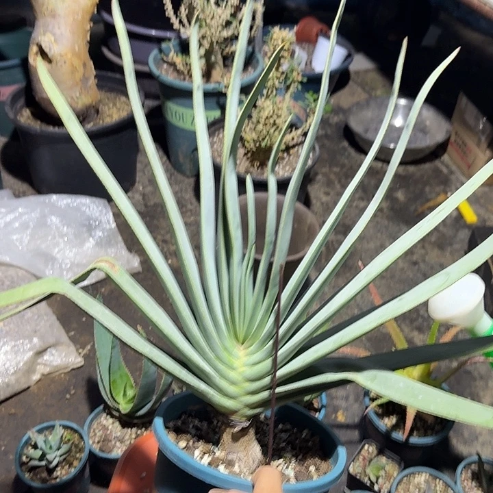 多肉植物折扇芦荟老庄