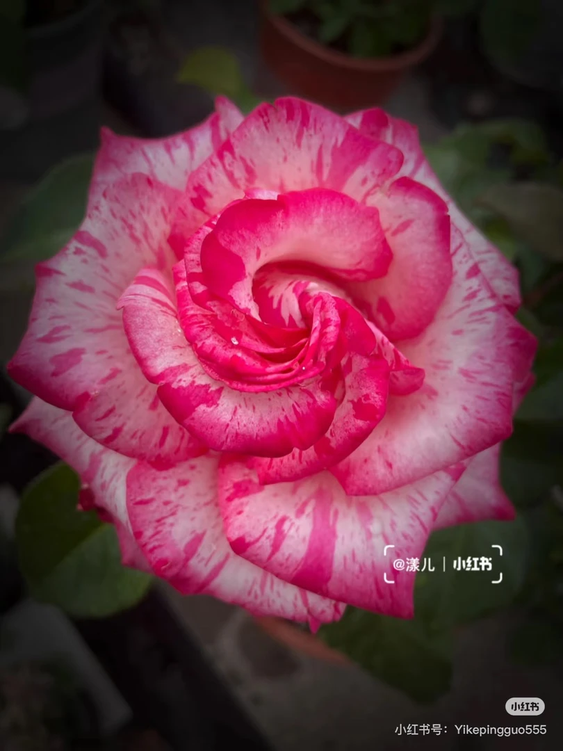 （炫彩）高杯切花月季玫瑰盆栽耐寒耐热植物花卉绿植