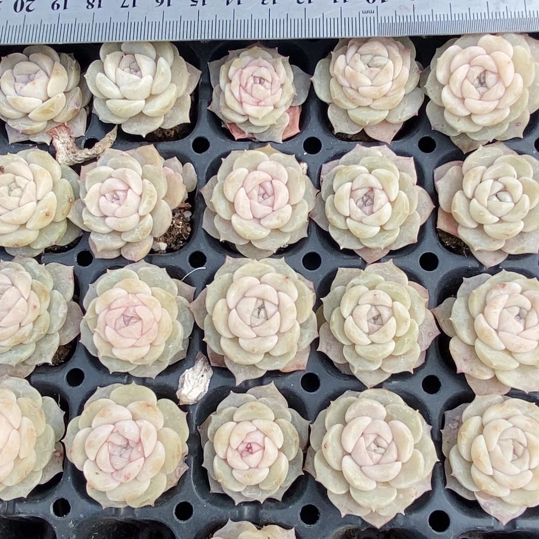 纯爱量拍满9.9包邮