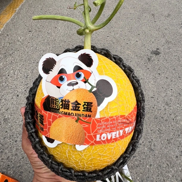 新疆熊猫金蛋【恐龙蛋蜜瓜】哈密瓜（10元一斤）