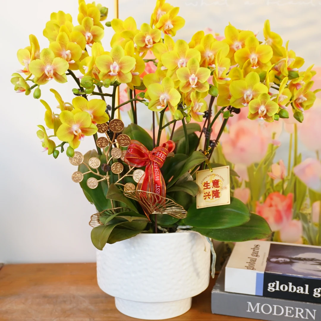 【香水黄金】蝴蝶兰鲜花喜庆开花株室内绿植 养兰基地
