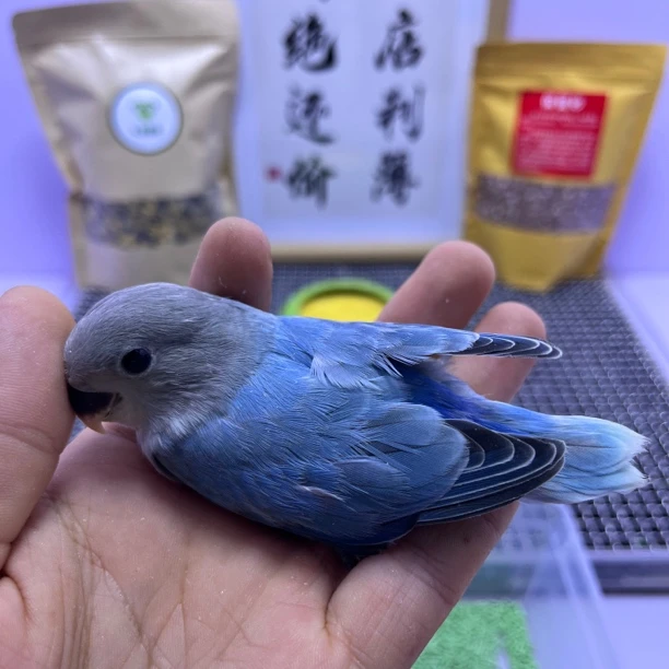 精品高纯蓝闪公K98572-桃面鹦鹉