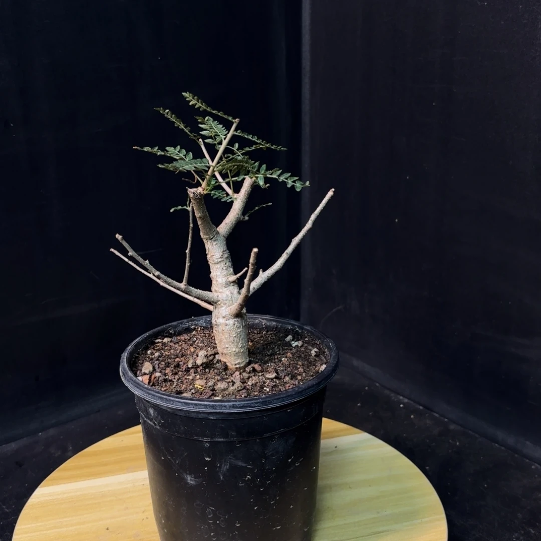 尼勒达乳香实生带盆