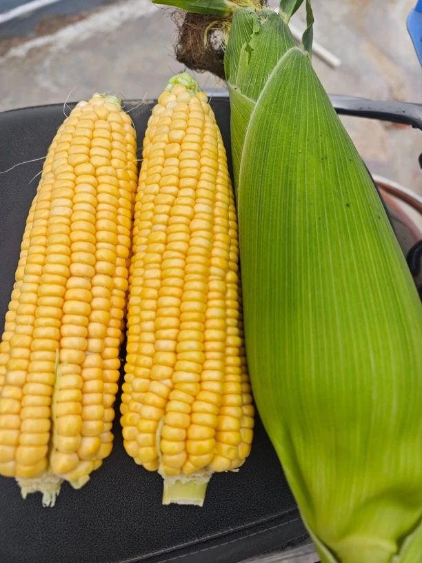 甜玉米 广东汕尾海丰农家自种玉米