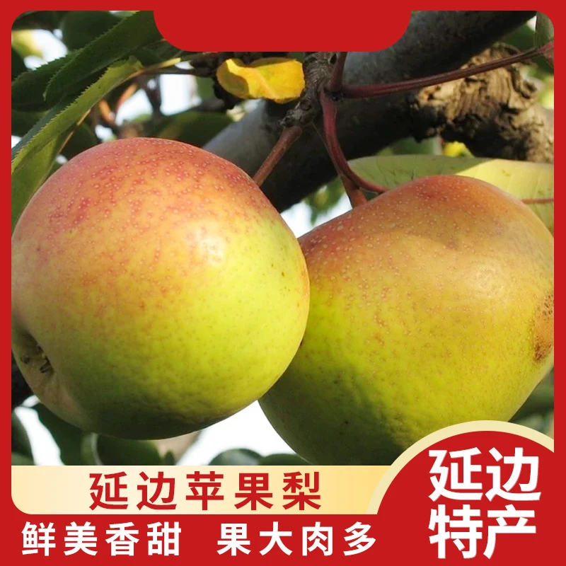 延边特产 龙井当季苹果梨 新鲜采摘 脆甜多汁